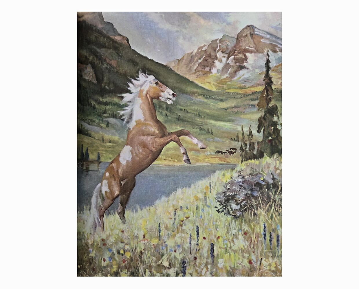 Album of Horses Book & Arabian Horse Gift Set - Image 4